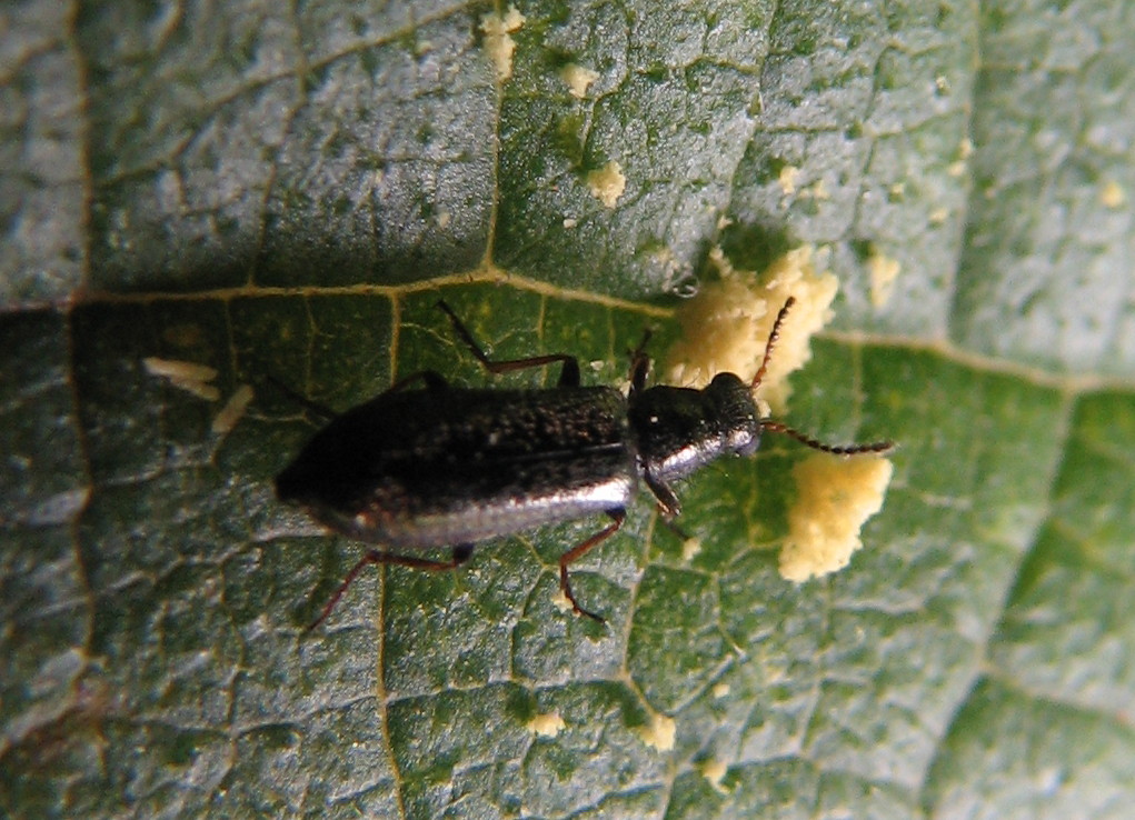 Dasytes sp., Dasytidae