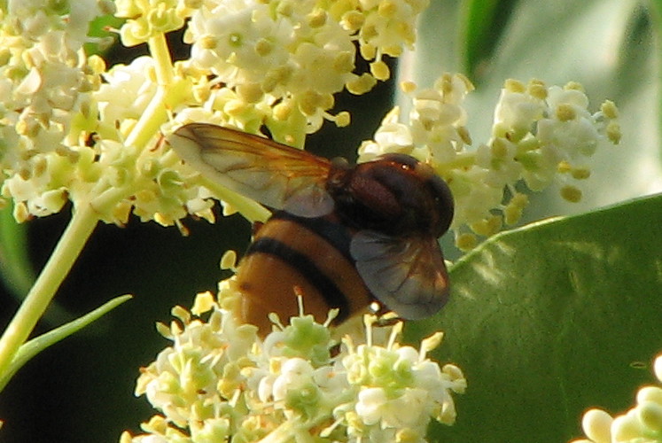 Volucella zonaria?