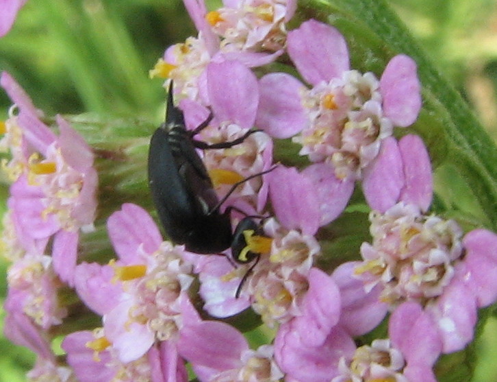 Coleotterino nero: Mordellidae