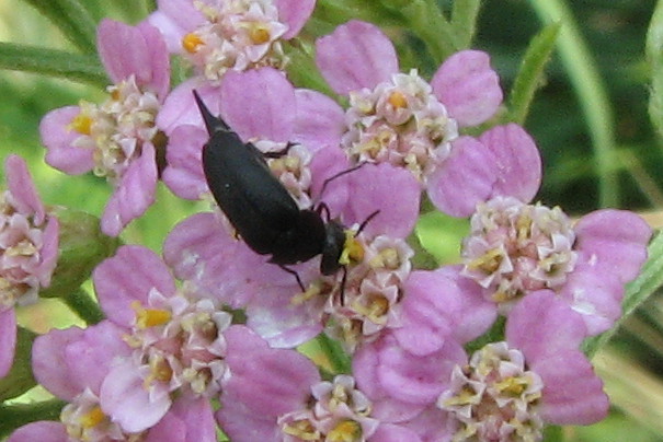 Coleotterino nero: Mordellidae