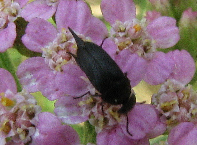 Coleotterino nero: Mordellidae