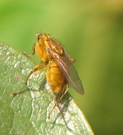 Scathophaga stercoraria (Scathophagidae)