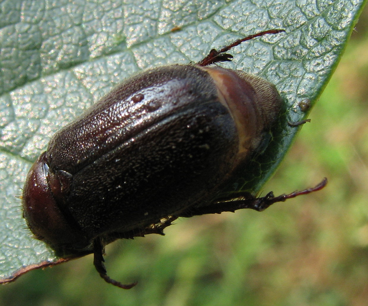 Melonthidae? S, Aplidia transversa