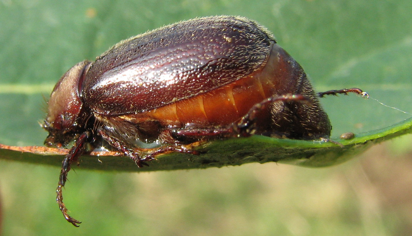 Melonthidae? S, Aplidia transversa