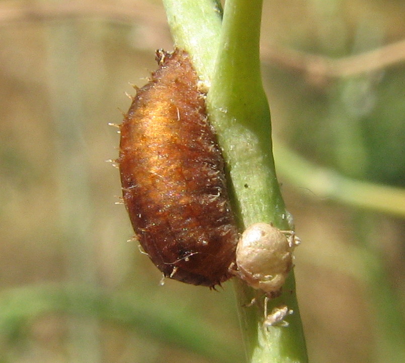 Larva di...