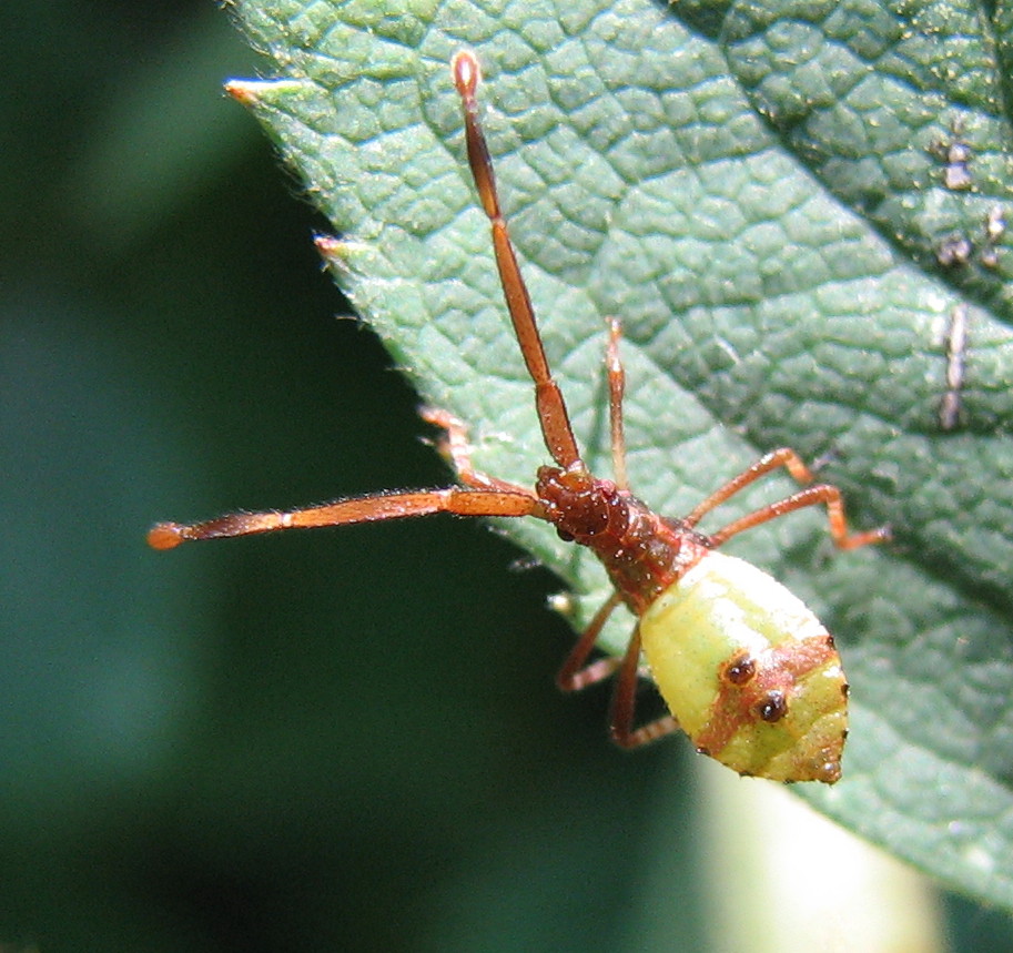 Coreidae: Gonocerus sp. nella zona di Treviglio (BG)