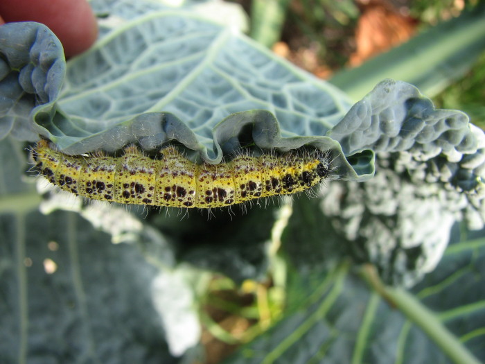 bruco di Pieris brassicae