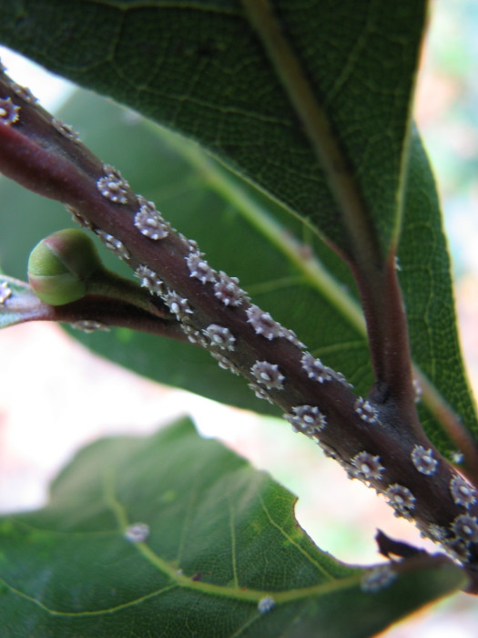 Cocciniglie???