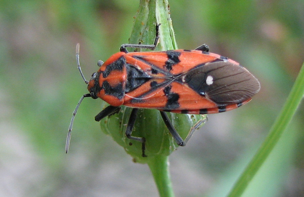 Lygaeidae: Spilostethus pandurus di Treviglio (BG)