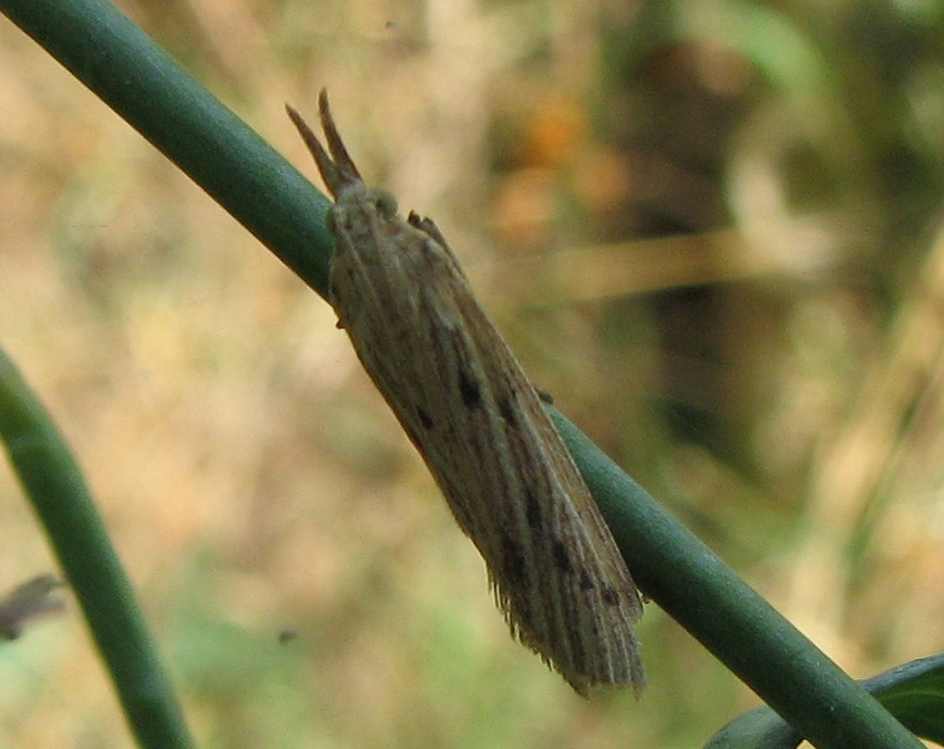 strana farfallina - Ematheudes cf. punctella - Pyralidae