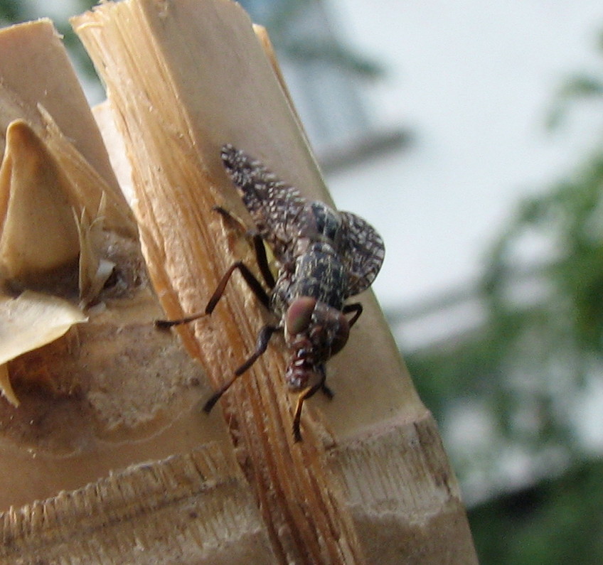 Platystoma sp. (Platystomatidae)