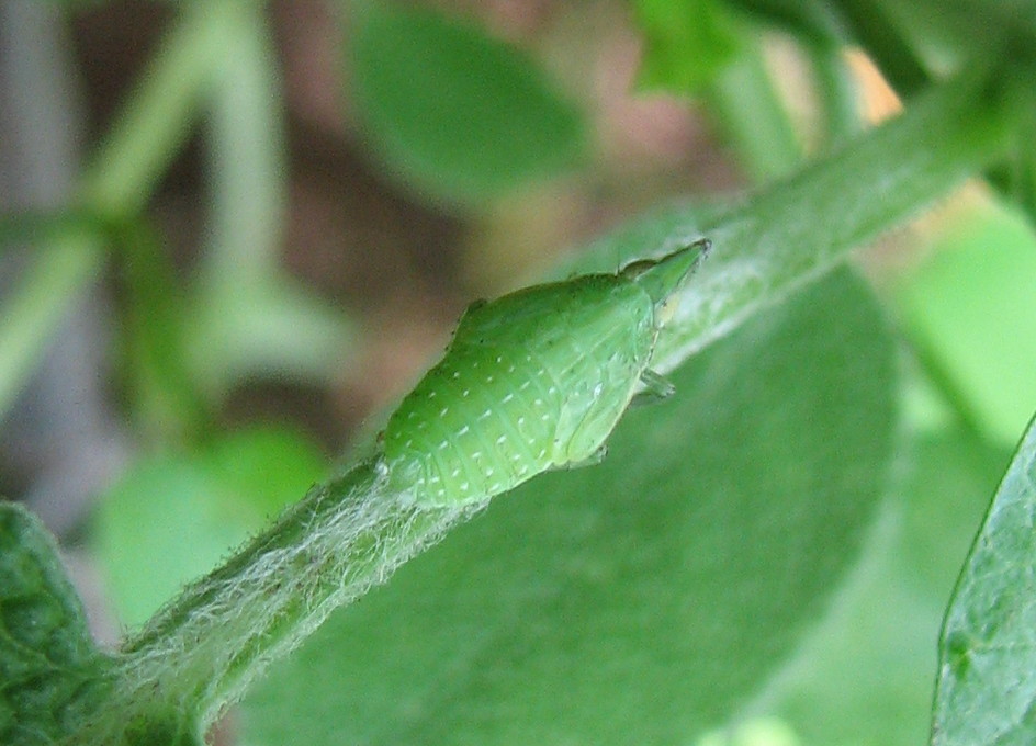 ninfa di Dictyophara europaea