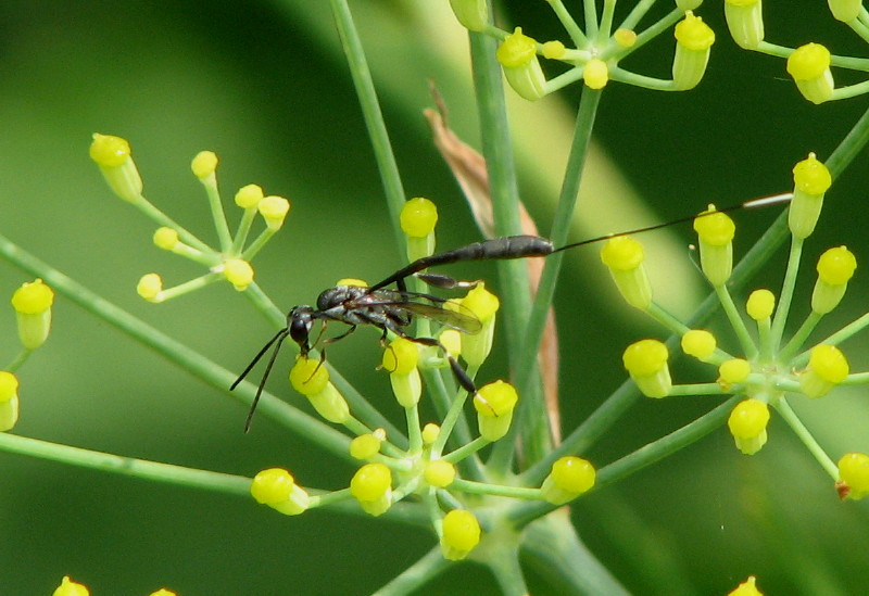 Addome lunghissimo; Gasteruption sp.