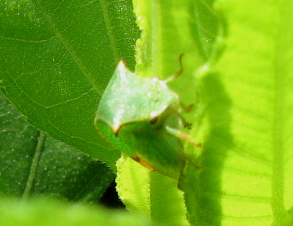 Cosa pu essere? Membracide - Stictocephala bisonia