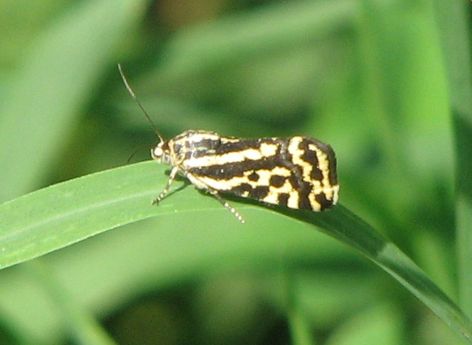 identificazione farfalletta iuventina... - Emmelia trabealis