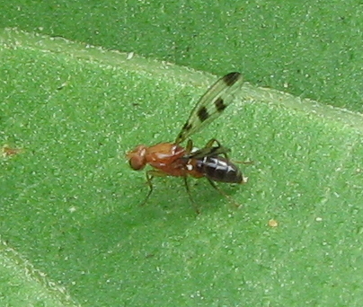 Geomyza cf. tripunctata (Opomyzidae)