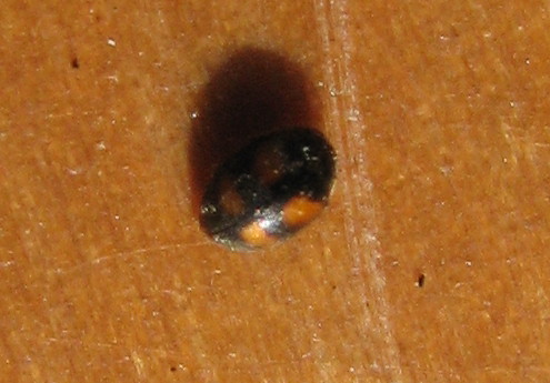 Adalia quadripunctata? No, Scymnus