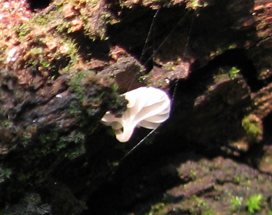 piccolissimo fungo bianco