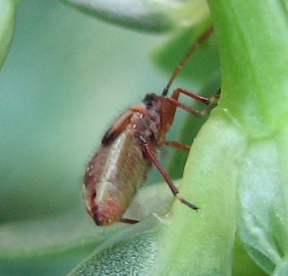 ninfa di Rhopalidae