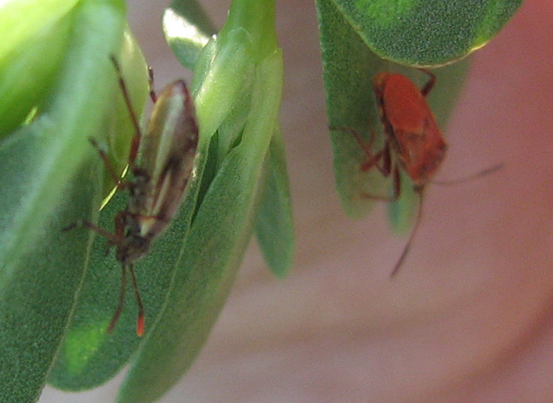 ninfa di Rhopalidae