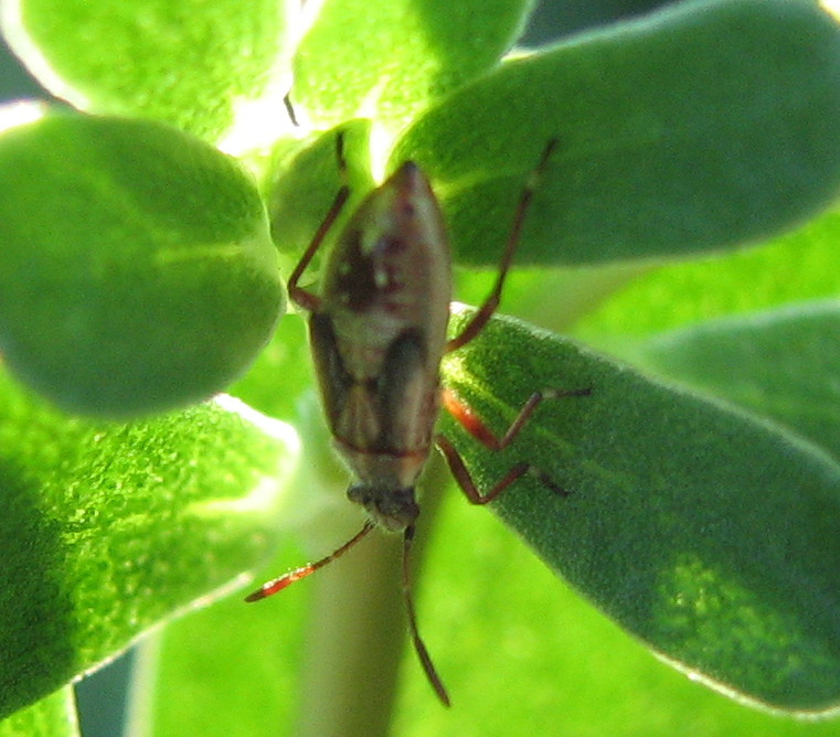 ninfa di Rhopalidae