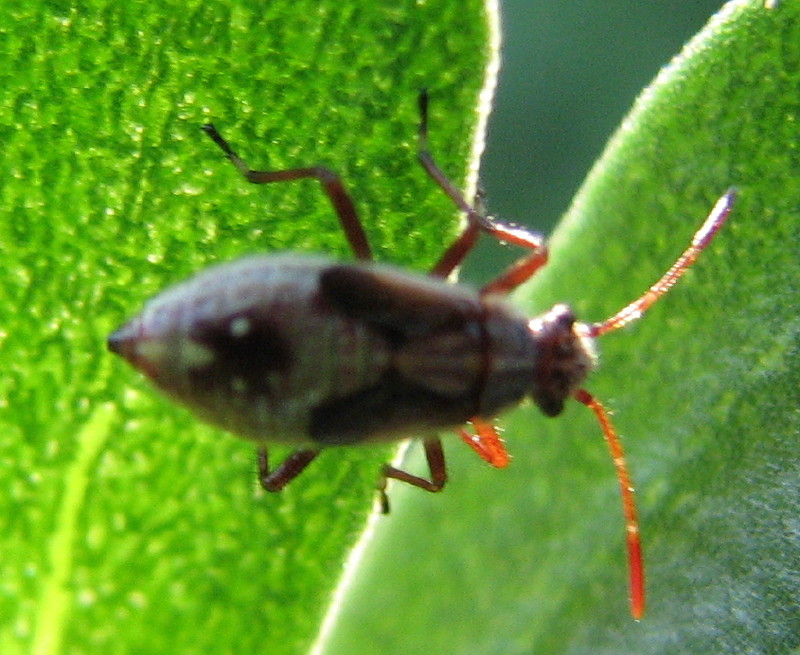 ninfa di Rhopalidae