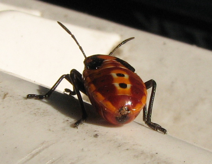 Lygaeidae: ninfa di Spilostethus pandurus, a Treviglio