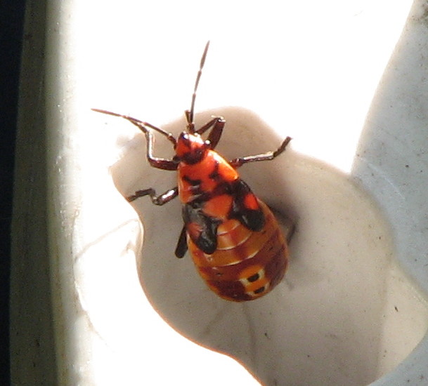 Lygaeidae: ninfa di Spilostethus pandurus, a Treviglio