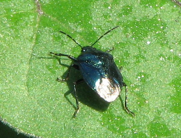 Eterottero blu scuro metallizzato ... Zicrona caerulea