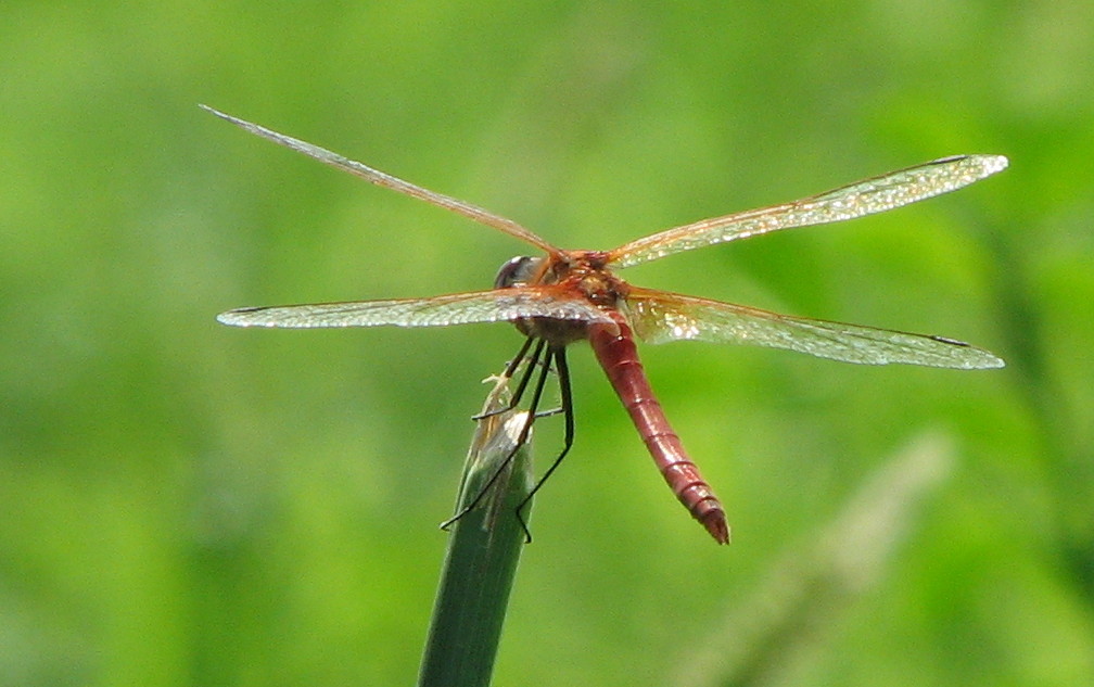 Sympetrum fonscolombii?