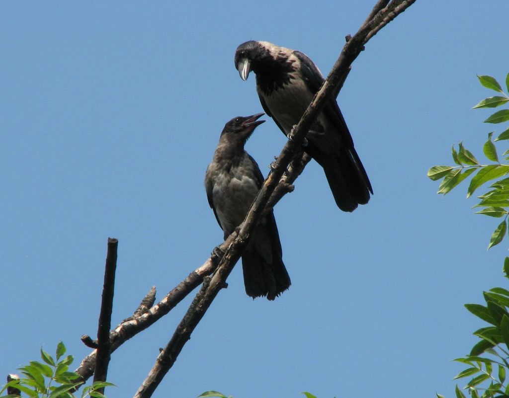Cornacchia con macchia bianca