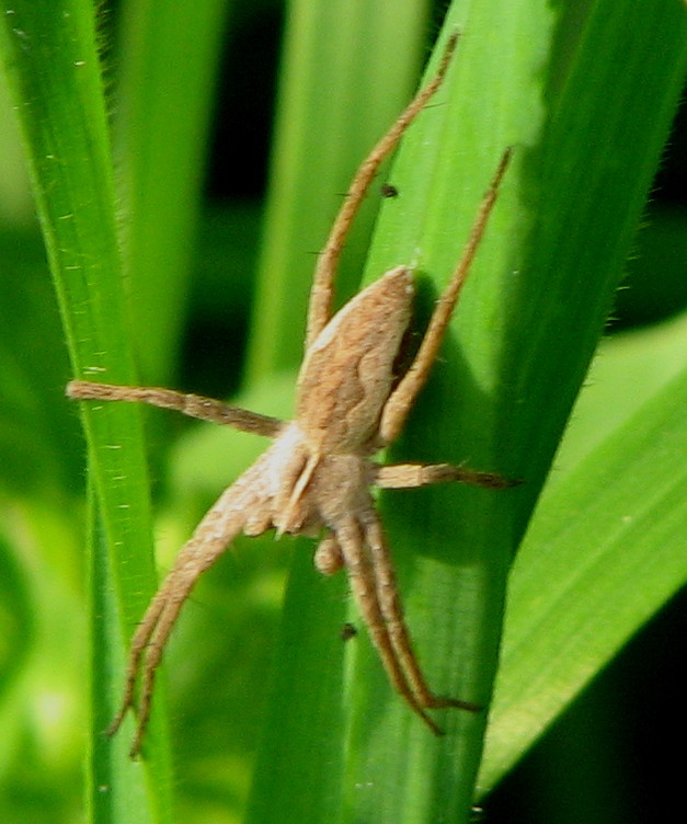 Pisaura mirabilis