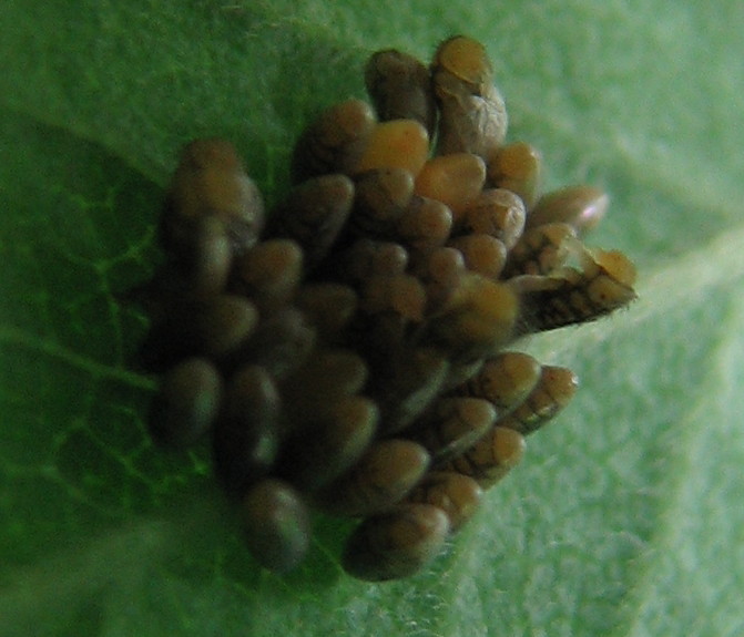 Larve di coccinella?