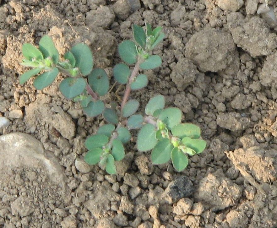 Euphorbia prostrata / Euforbia prostrata