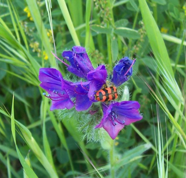 Trichodes alvearius