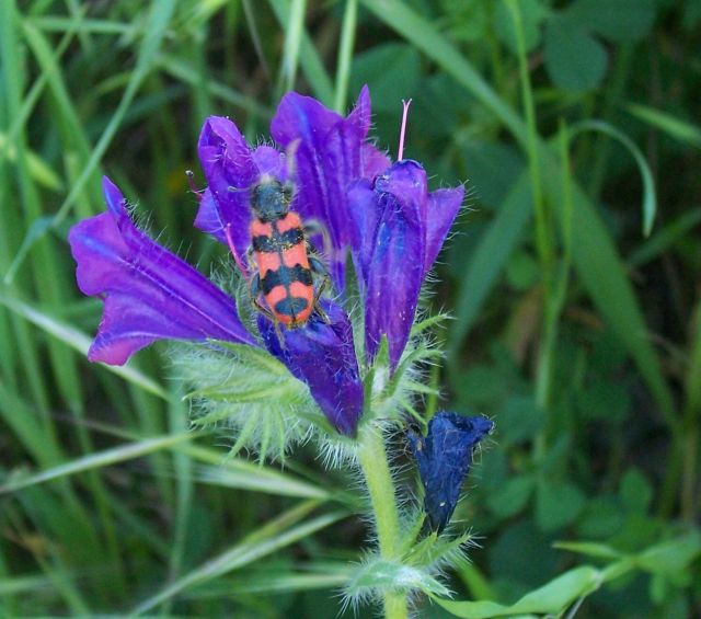 Trichodes alvearius