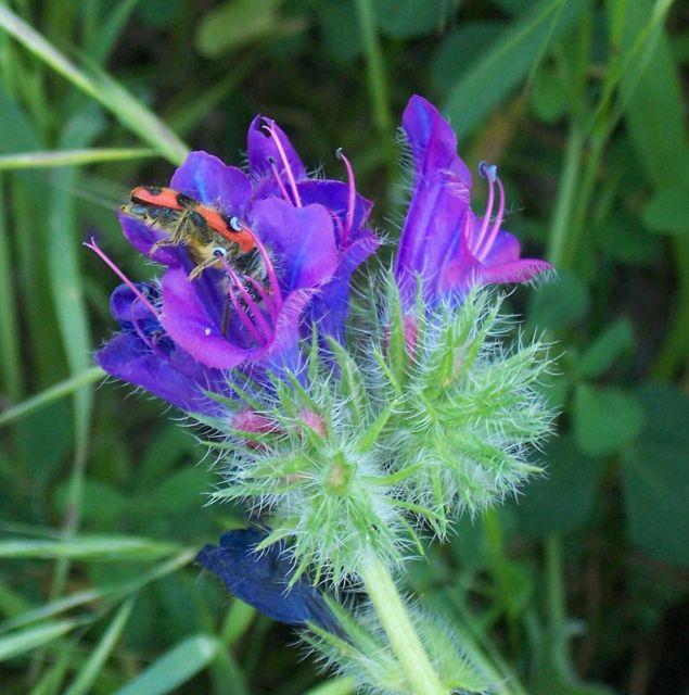 Trichodes alvearius