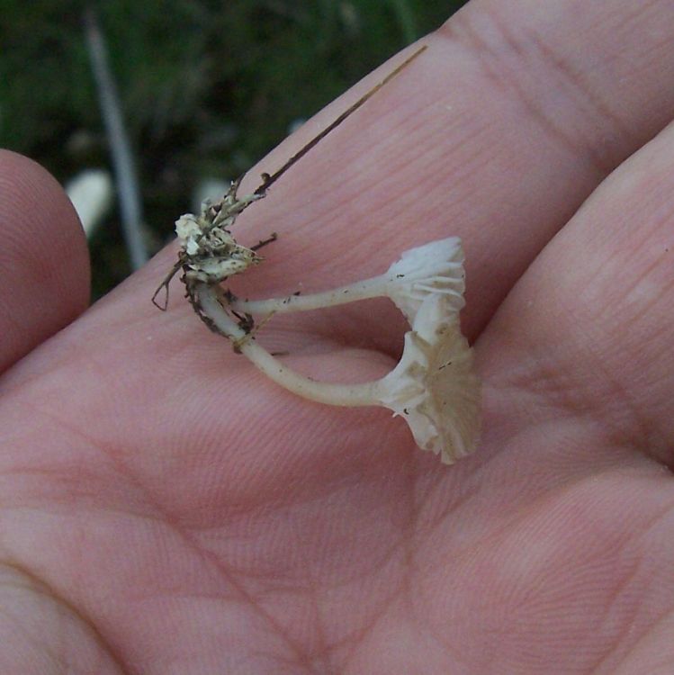 Piccolo fungo da identificare