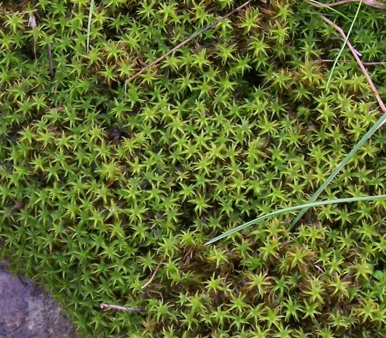 Muschio da identificare