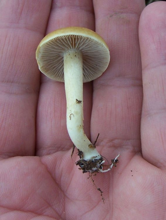 Quarto fungo da identificare