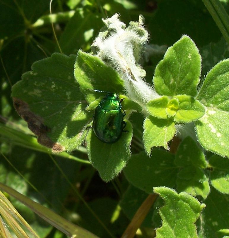 Chrysolina herbacea