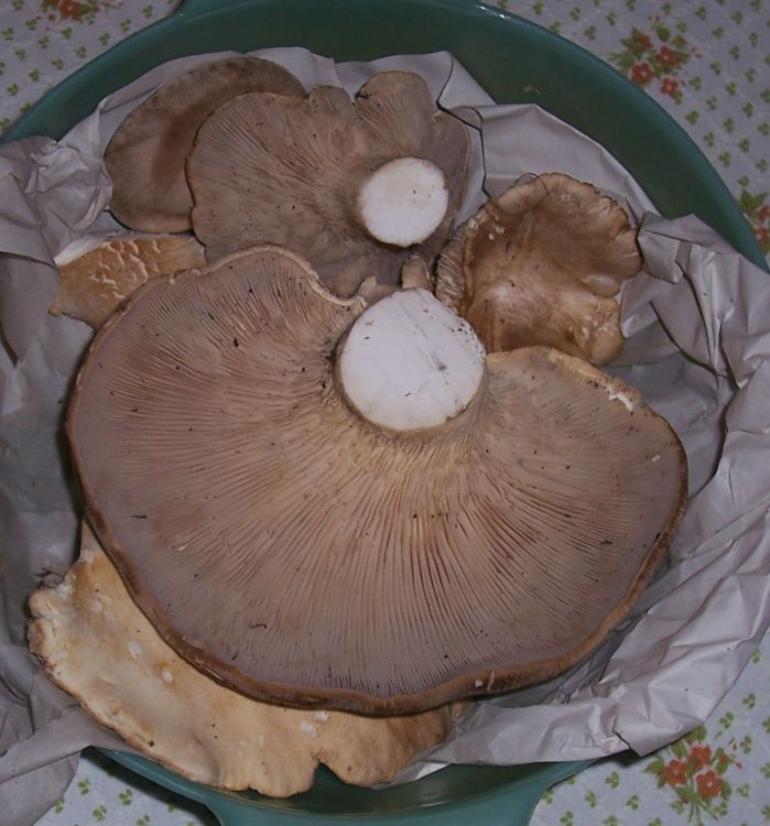 Pleurotus?