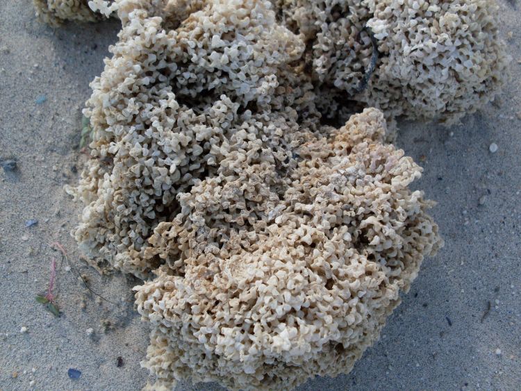Residui di spugna (?) trovati sulla spiaggia