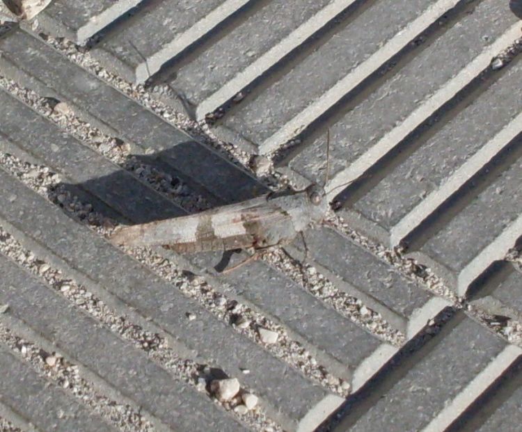 Oedipoda sp.