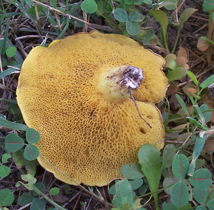 Fungo da identificare