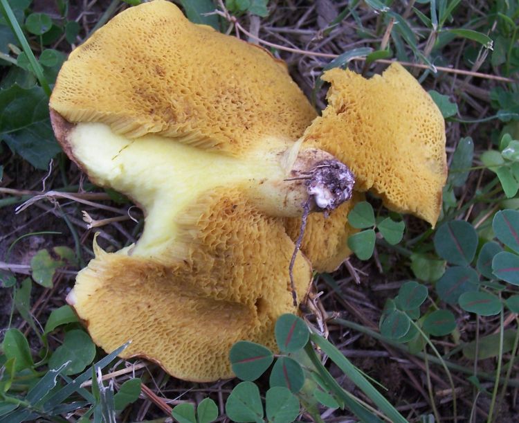 Fungo da identificare