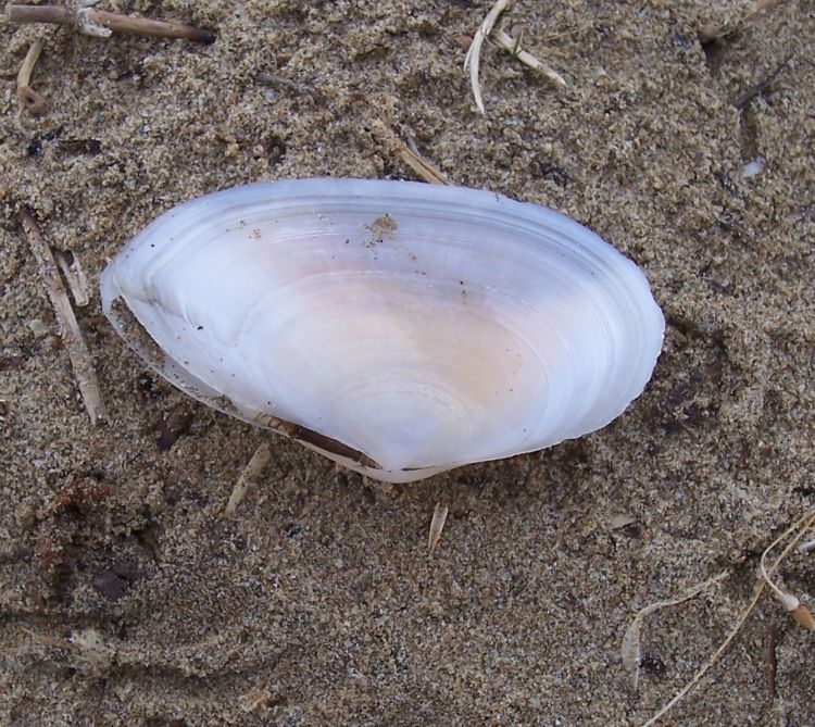 Bivalve bianco