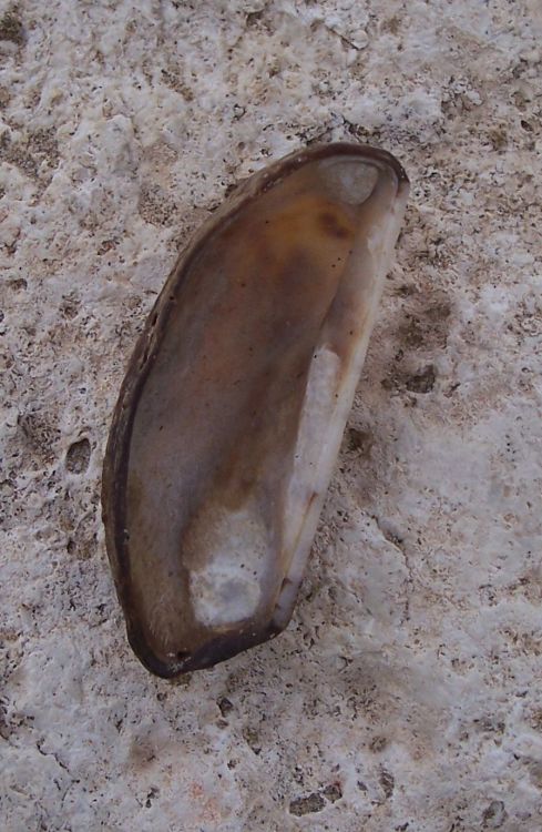 Terzo bivalve da identificare