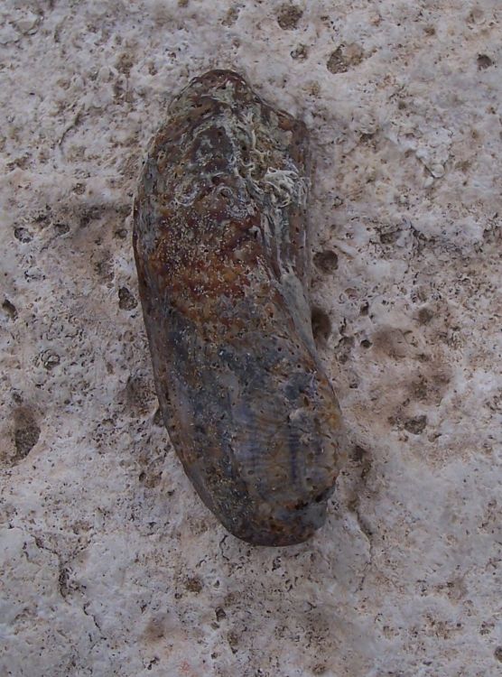 Terzo bivalve da identificare