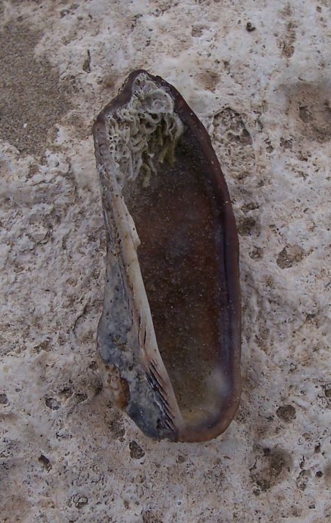 Terzo bivalve da identificare